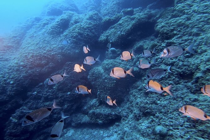 Boat trip and snorkeling in Villefranche - sur - Mer - Chango Diving Setup: Gear, Wetsuits, and What You Need to Bring