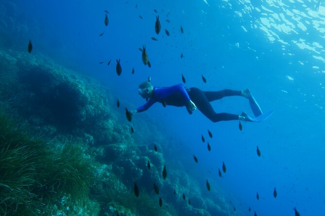 Boat trip and snorkeling in Villefranche - sur - Mer - Cape of Nice or Cape Ferrat: What the Underwater World Looks Like