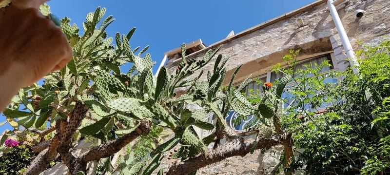 Èze: Walking Tour with a Local Guide - Le Jardin Exotique: 100+ succulents and the sea-and-mountain payoff