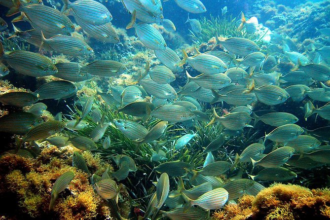 French Riviera Villefranche Bay Snorkeling Tour from Nice - Boat ride comfort and the rhythm of the tour