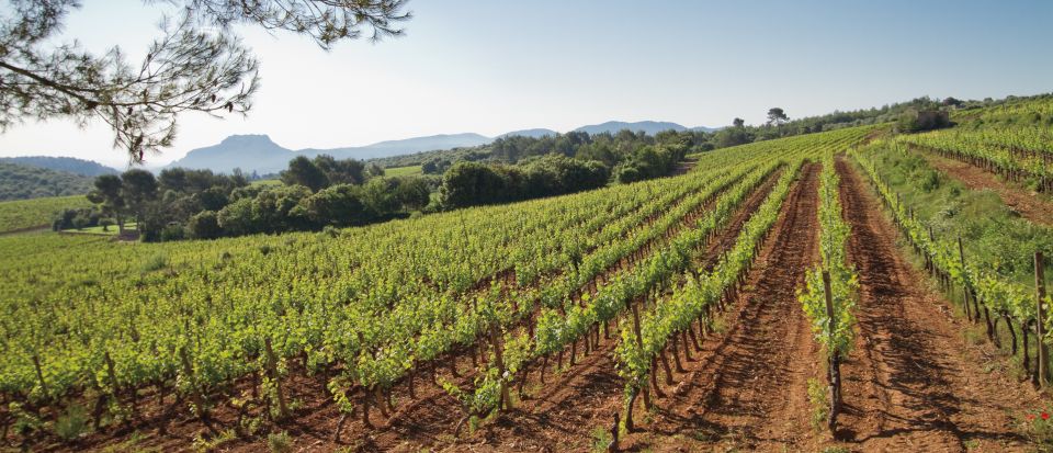 From Nice: Provence Wine Full-Day Tour - Why this Côtes de Provence day tour feels like more than a tasting line