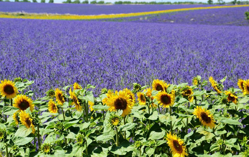 From Nice: Verdon Gorge Full-Day Tour - Price and Value: Is $147 for a Verdon Day Trip Fair?