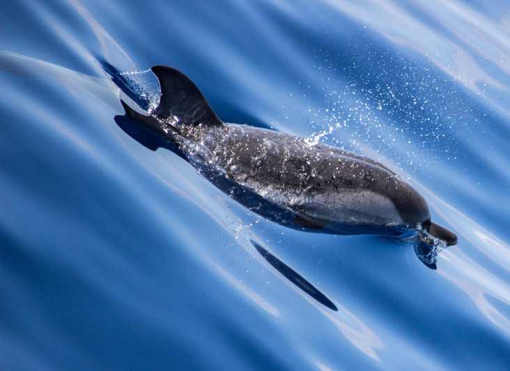 From Villefranche-sur-Mer: Guided Dolphin-Watching Tour - Getting to the boat: Villefranche meeting point and what happens before sailing