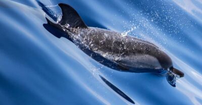 From Villefranche-sur-Mer: Guided Dolphin-Watching Tour - Meet the cetacean ethologist: learning rules, not just facts