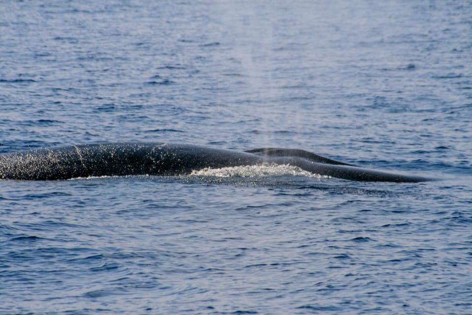 From Villefranche-sur-Mer: Guided Dolphin-Watching Tour - The views between Villefranche and Saint-Jean-Cap-Ferrat