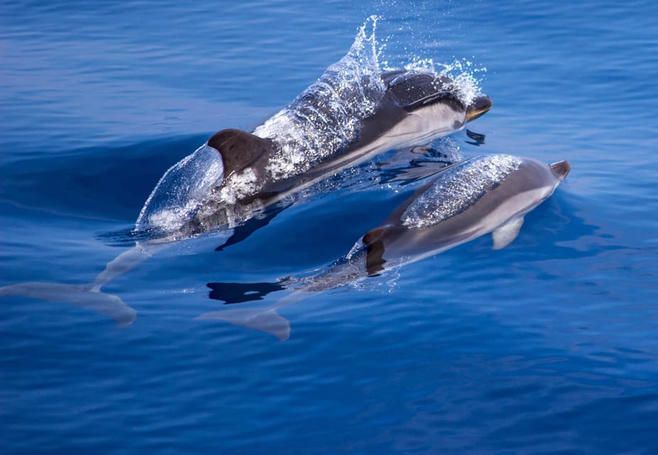 From Villefranche-sur-Mer: Guided Dolphin-Watching Tour - Who this cruise fits best (and who should choose something else)