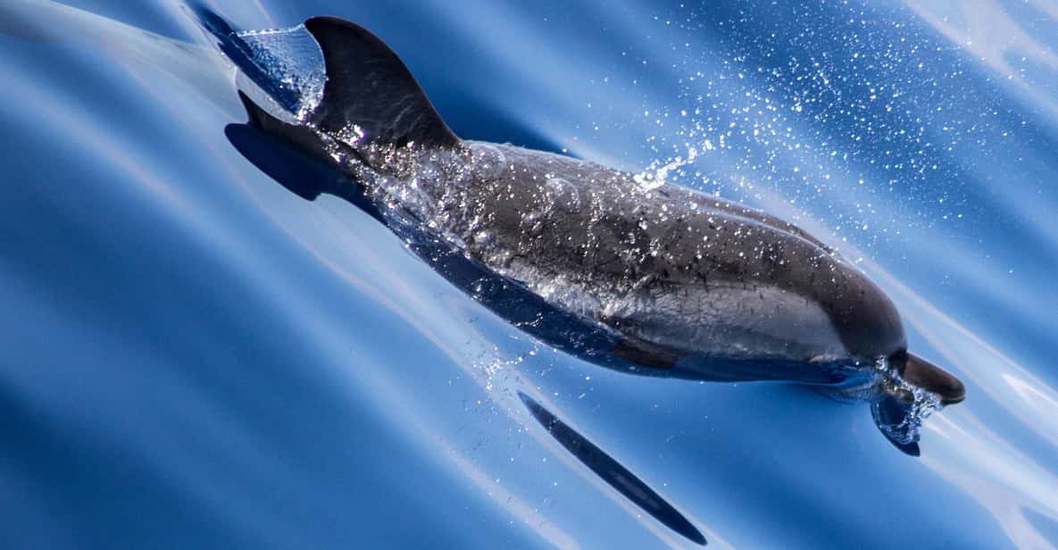 From Villefranche-sur-Mer: Guided Dolphin-Watching Tour - Meet the cetacean ethologist: learning rules, not just facts