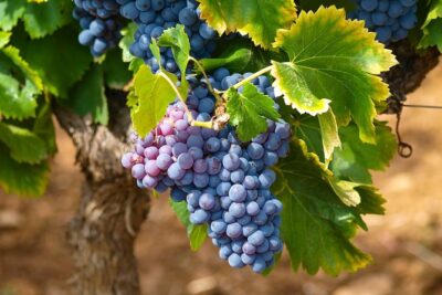 Half-Day Wine Tasting and Saint Paul de Vence Tour from Nice - Hotel pickup and the small-van ride: comfort, timing, and avoiding stress