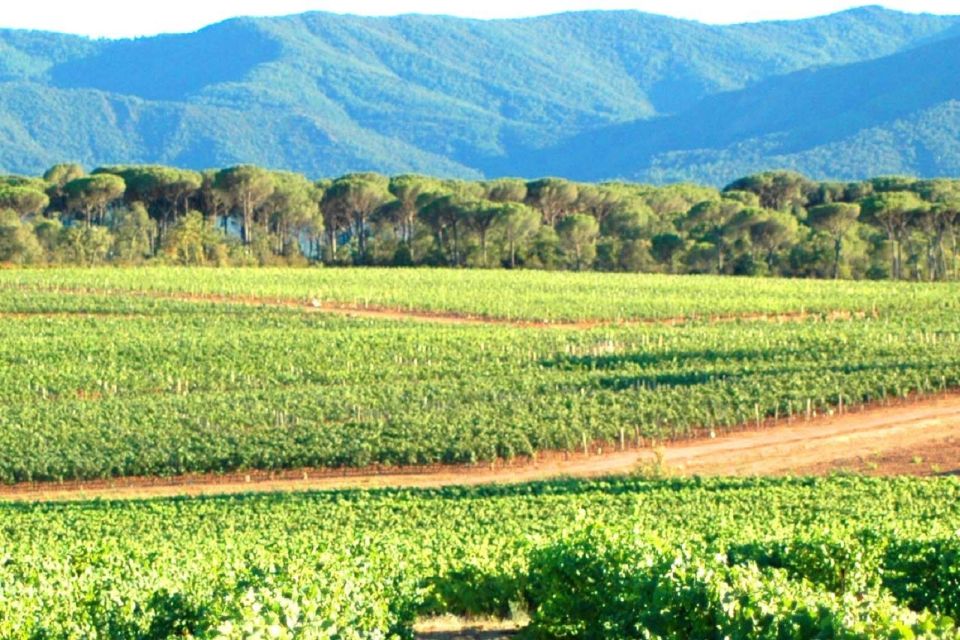 Nice: Full-Day Côtes de Provence Wine Tour - Who this tour suits best (and who should rethink it)