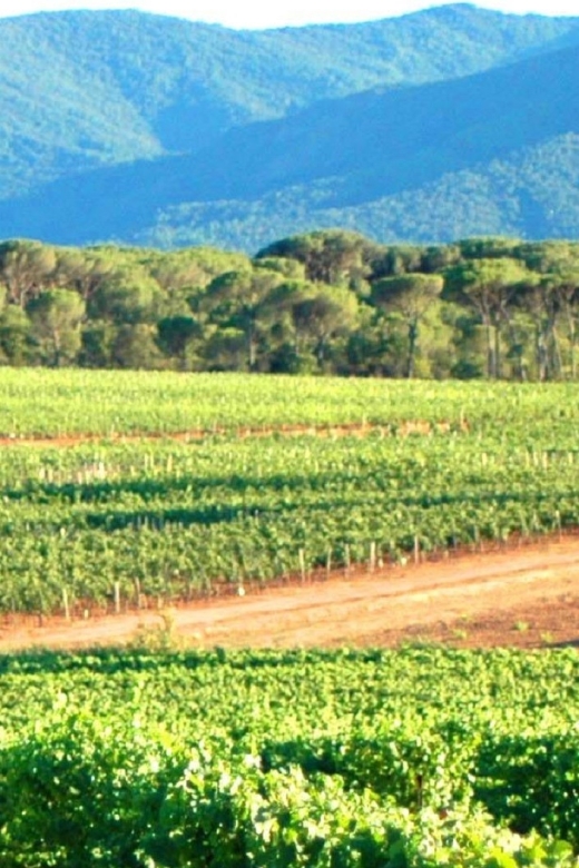 Nice: Full-Day Côtes de Provence Wine Tour - Practical tips so your Provence day feels easy