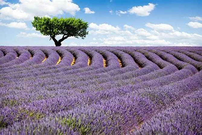 Nice: Gorges of Verdon and Fields of Lavender Tour - Verdon Gorge and Lavender From Nice: The Big Picture
