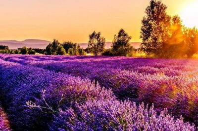 Nice: Gorges of Verdon and Fields of Lavender Tour - Pickup Times From Nice and How to Plan Your Day