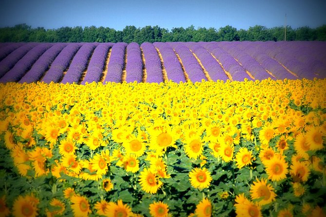 Nice: Gorges of Verdon and Fields of Lavender Tour - Castellane: A Village Break With Mountain Character