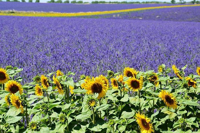 Nice: Gorges of Verdon and Fields of Lavender Tour - Lac de Sainte-Croix: Clear Water and a Provençal Pause
