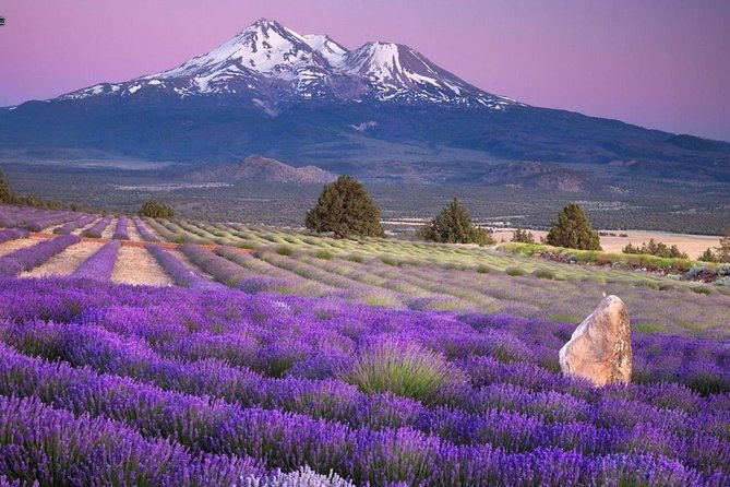 Nice: Gorges of Verdon and Fields of Lavender Tour - Tips for Getting the Best Views (Without Turning It Into a Sprint)