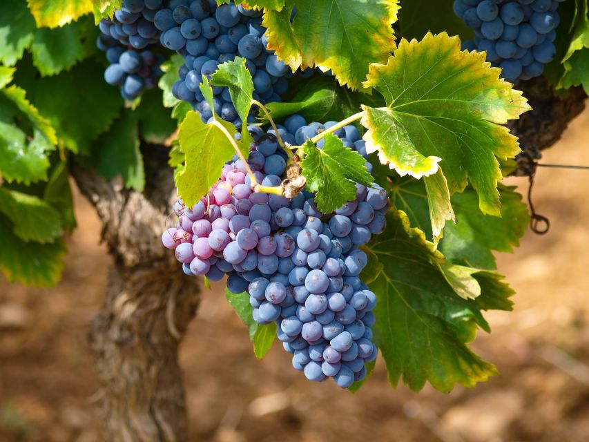 Nice: Half-Day Saint Paul de Vence and Wine Tasting Tour - Timing and transportation realities: what to expect in a 4-hour day