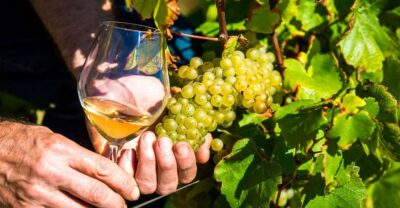 Nice: Provence Village Tour with Wine and Produce Tasting - Inside a Rare 15th-Century Oil Mill: Olive Oil Tasting the Right Way