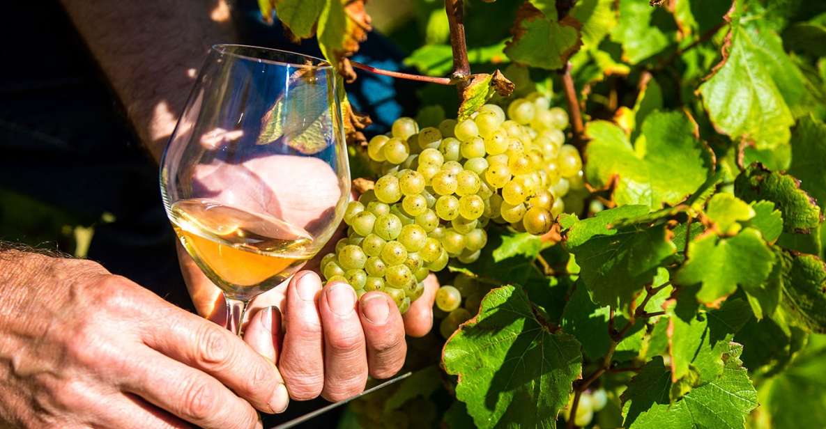 Nice: Provence Village Tour with Wine and Produce Tasting - Inside a Rare 15th-Century Oil Mill: Olive Oil Tasting the Right Way