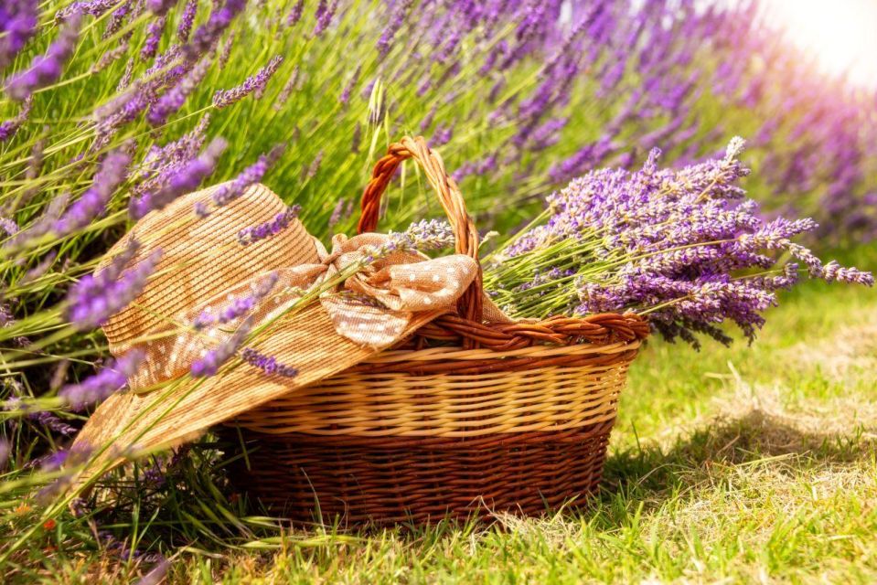 Nice: The Gorges du Verdon and Ste Croix Lake Full-Day Tour - Lavender fields late June to July: pretty, but seasonal