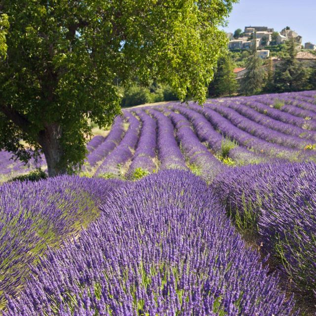 Nice: The Gorges du Verdon and Ste Croix Lake Full-Day Tour - Boats, queues, and the extra costs you should expect