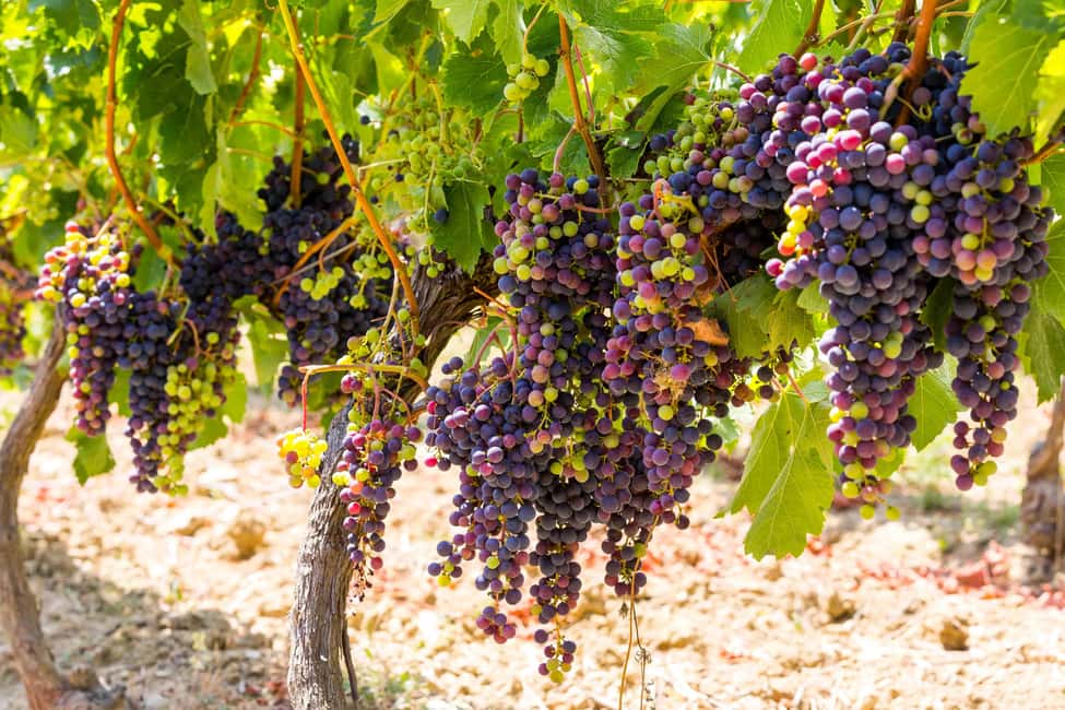 Organic Wine Tasting with Saint paul Half Day Tour from Nice - From Nice pickup to Provence roads: how the afternoon flows