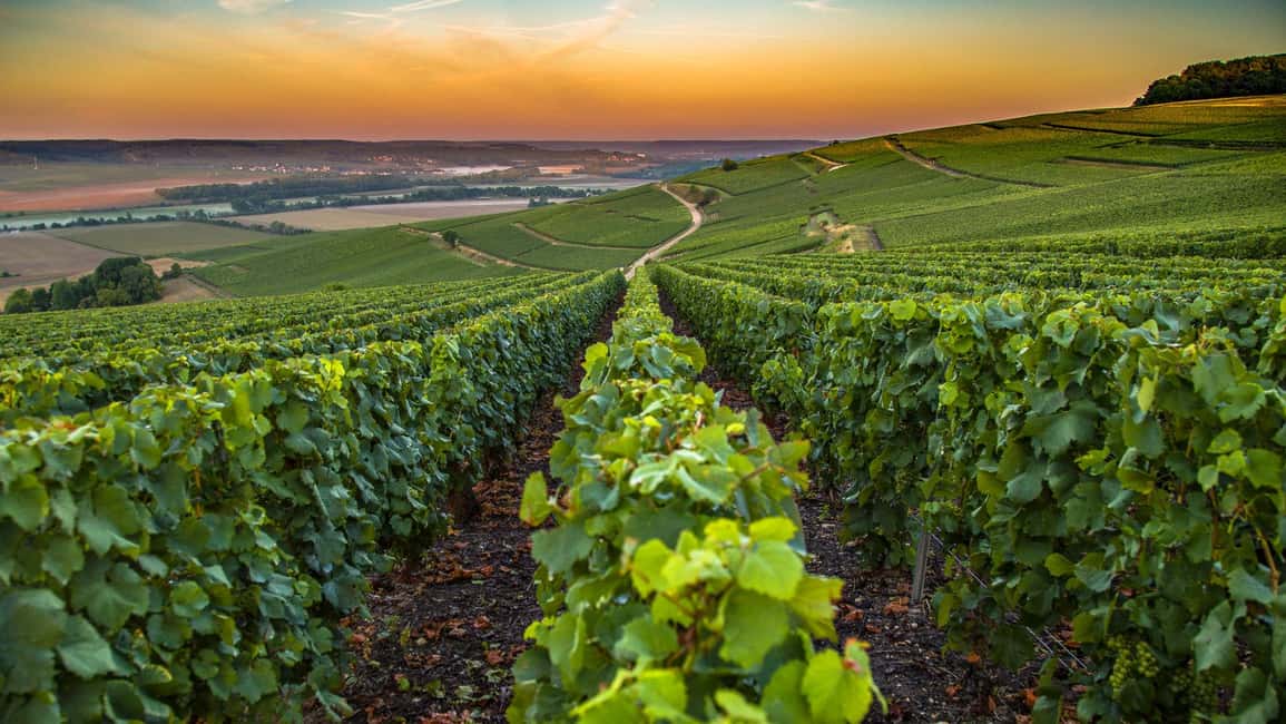 Organic Wine Tasting with Saint paul Half Day Tour from Nice - Views and countryside time: why the ride is part of the experience