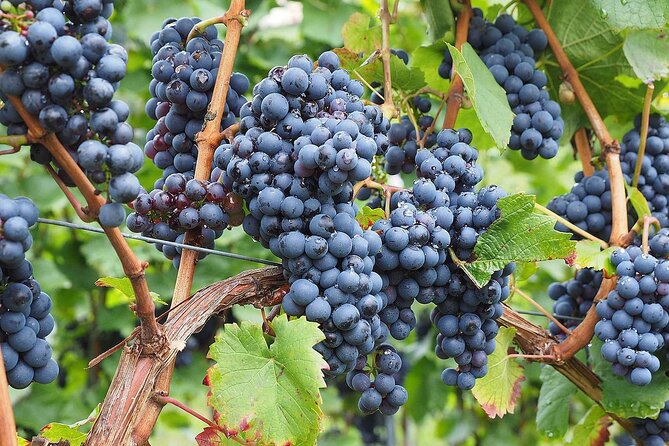 Provence Organic Wine Tasting Half Day Tour from Nice - St-Paul-de-Vence in 60 minutes: artsy streets, quick photos, minimal lingering
