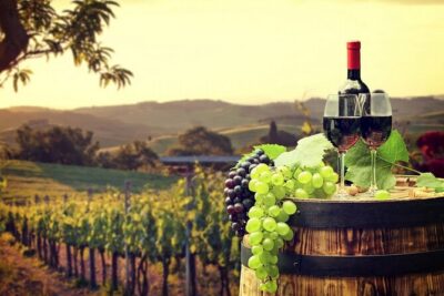 Provence Organic Wine Tasting Half Day Tour from Nice - Saint-Jeannet organic wine tasting: cellar time and the varietal lesson