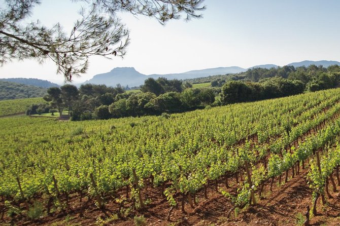 Provence Wine Tour - Private Day Tour from Cannes - Guides, Stories, and the Real Meaning of Private