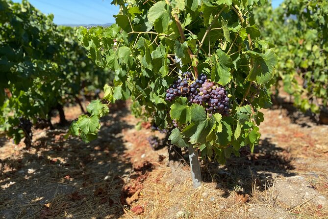 Small Group Guided E-bike Tour in Nice's Organic Vineyard - Safety, Comfort, and Who This Tour Works For